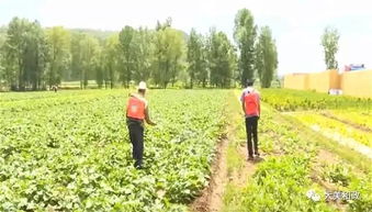 臨夏州和政縣積極開展農作物病蟲害統防統治，保障農業豐收