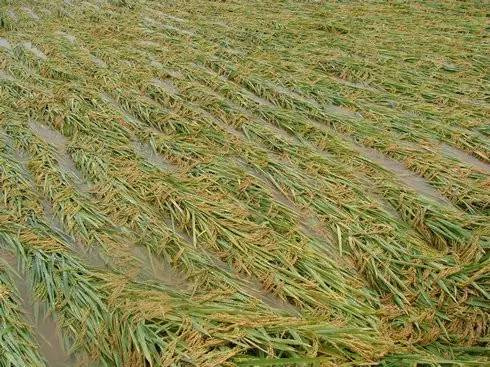 天鴿臺風后農作物災后應對措施 柑橘、玉米、水稻、火龍果及蔬菜應急指南