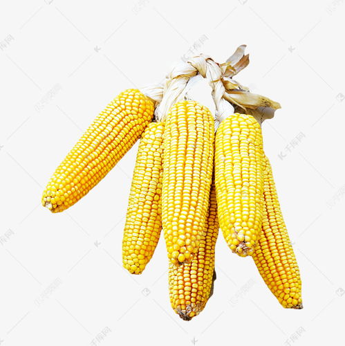 千庫網免費下載高質量農作物玉米素材圖片