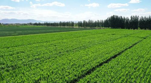 執(zhí)生態(tài)之筆 繪青綠畫(huà)卷——甘肅金昌農(nóng)業(yè)的可持續(xù)發(fā)展之路