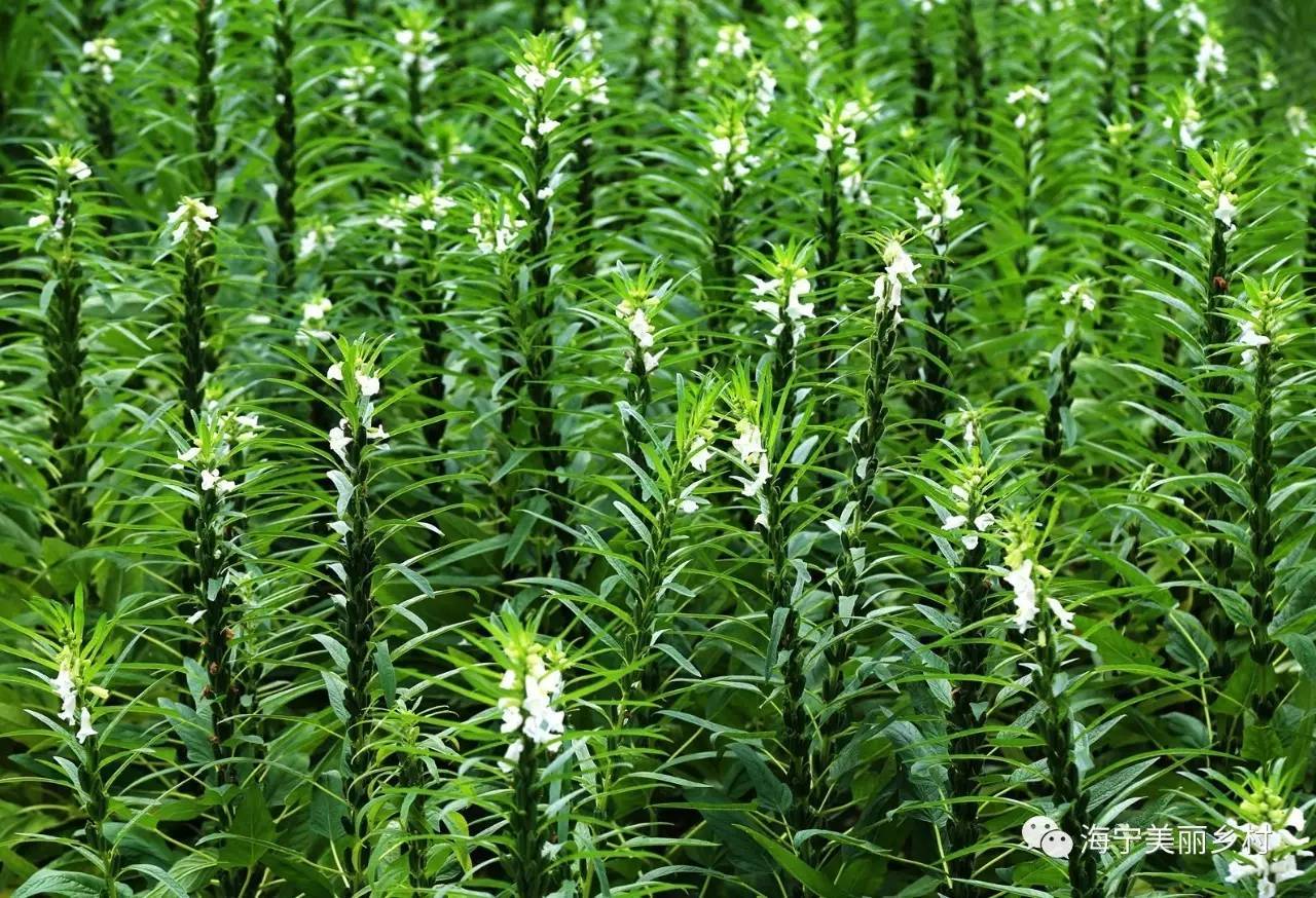 【上照時(shí)間】這些漂亮的農(nóng)作物，你認(rèn)識(shí)嗎？