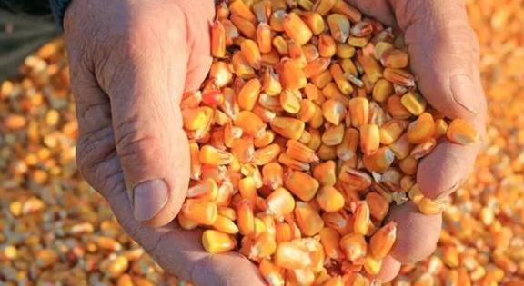 美國農(nóng)作物畝產(chǎn)水平與水果種植優(yōu)勢解析 科技與管理驅(qū)動的現(xiàn)代農(nóng)業(yè)